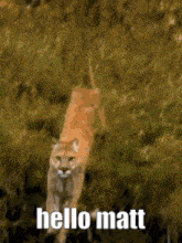 Hello Matt GIF - Hello Matt Cheetah GIFs