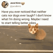surreal humor cat better jokes neither cats nor dogs ever laugh