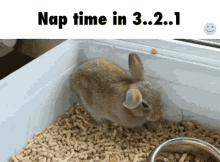 Nap Time GIF - Nap Time Bunny Sleepy GIFs
