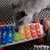 A Pig Plays On Xylophone Toy Viralhog GIF - A Pig Plays On Xylophone Toy Pig Viralhog GIFs