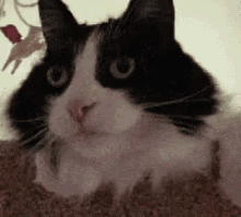 喵喵喵，猫，什么 GIF - What Meow Cat GIFs