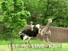 let me love you chase ostrich baby giraffe