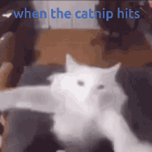 Cats Dance GIF - Cats Dance Fun - Discover & Share GIFs