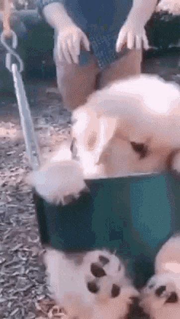 Swing Wee GIF - Swing Wee Playing GIFs