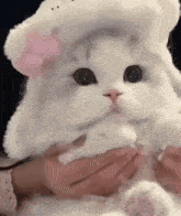 Cat Drum Roll Purchase Gifs GIF - Cat Drum Roll Purchase Gifs Cat Dance GIFs
