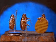 Bugs Insects GIF