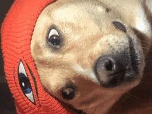 a close up of a dog wearing a red hat