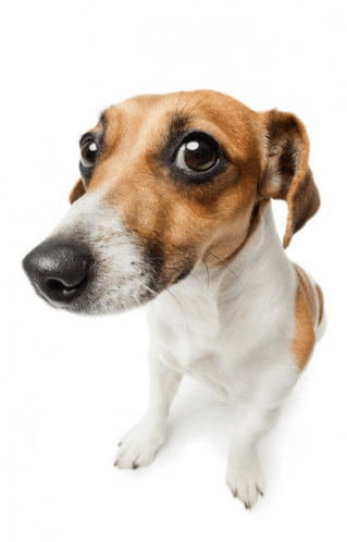 Stock Dog GIF - Stock dog - Discover & Share GIFs