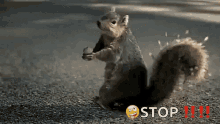 Squirrelscream Shocked GIF - Squirrelscream Shocked Stop GIFs