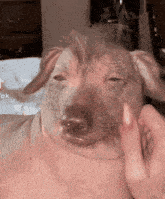 a person is petting a dog that looks like a pig with a wig on its head .