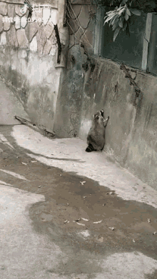 Raccoon Guaxinim GIF - Raccoon Guaxinim Vida GIFs