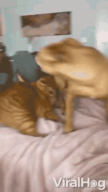 Dog Playing With A Cat Dog GIF - Dog Playing With A Cat Dog Cat GIFs