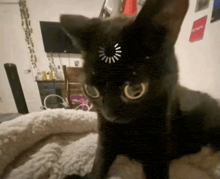 a black cat with a loading screen on its face looks at the camera