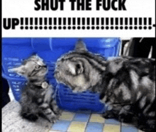 two cats are sitting next to each other on a tiled floor .