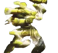 a silhouette of a cartoon character with a skull on his chest