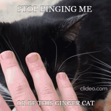 Stoppingingme Ping Meme GIF - Stoppingingme Ping Meme Cat Ping Meme GIFs