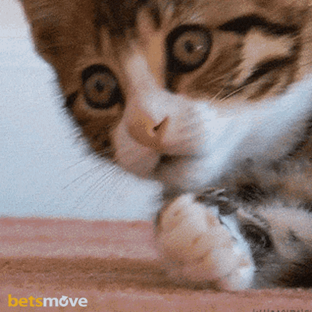Hassiktir Hadi Canım GIF - Hassiktir Hadi Canım Inanılmaz GIFs