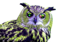 Owl Trippy GIF - Owl Trippy GIFs