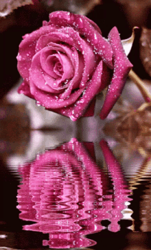 Pinks1 Rose1 GIF - Pinks1 Rose1 GIFs