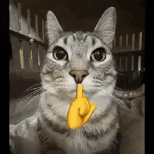 Mewing Mewing Cat GIF