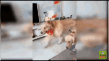 Cage Dogs GIF - Cage Dogs Cute GIFs