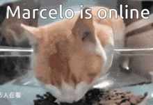 Marcelo Marcelo Is Online GIF - Marcelo Marcelo Is Online Online GIFs