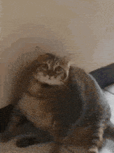 Big Cat Fat Cat GIF - Big Cat Fat Cat Fat Cat Scratching Itself GIFs