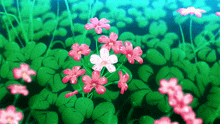 a bunch of pink flowers are growing in a field