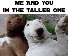 two dogs are posing for a picture with the caption me and you im the taller one