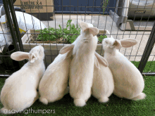savingthumpers rabbit bunny rew newzealandwhite