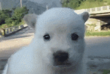 Doggedly Puppy Dog Shiver Doggy Meatpig GIF - Doggedly Puppy Dog Shiver Doggy Meatpig GIFs