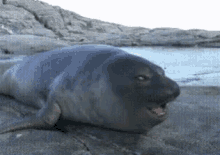 A7moodx Seal GIF - A7moodx A7mood Seal GIFs