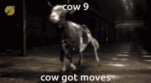 Cow 9_ GIF - Cow 9_ Cow9 GIFs