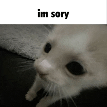 a white cat is looking at the camera with the words `` im sorry '' written above it .