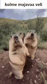 a group of ground squirrels standing on their hind legs with the words kolme majavaa veli above them .