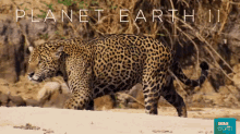 planet earth2 tv show british nature doc cheetah