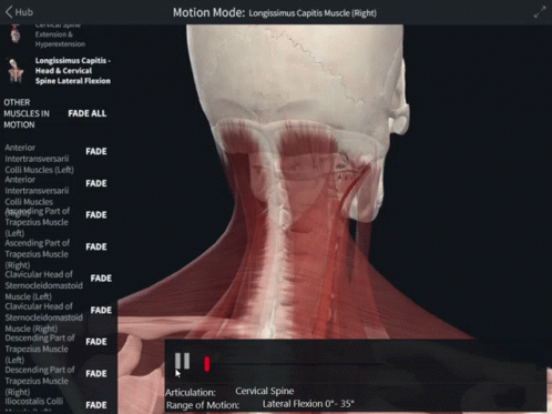 Longissimus Capitis Head And Cervical Spine Lateral Flexion GIF - Longissimus Capitis Head And Cervical Spine Lateral Flexion Lateral Flexion GIFs