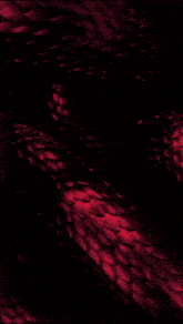 a close up of a red background with a blurred image