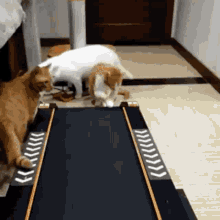 Cats Treadmill GIF - Cats Treadmill Scared GIFs