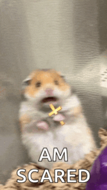 Hamster Cross GIF