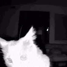 Cat Sniff GIF - Cat Sniff Cat Sniff Fast GIFs