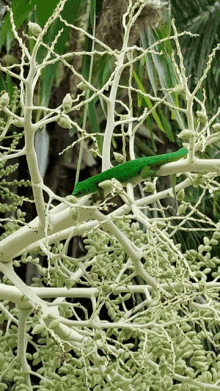 Lizard Gecko GIF - Lizard Gecko Surprise GIFs