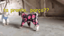 Pijama Boanoite Cabrasdepijama Parça GIF