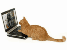 Cat Keyboard GIFs | Tenor