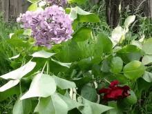Spring Lilac GIF - Spring Lilac Red Rose GIFs