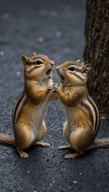 two chipmunks standing next to each other with their mouth open