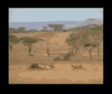 late for work cheetah gazelle chase save