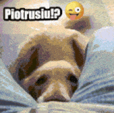 Piotrek Witaj Potrusiu GIF - Piotrek Witaj Potrusiu Dog GIFs