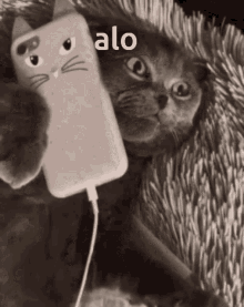 Cat Alo GIF - Cat Alo GIFs