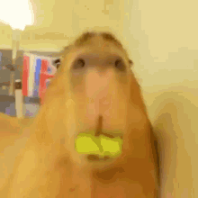 capybara eating food
